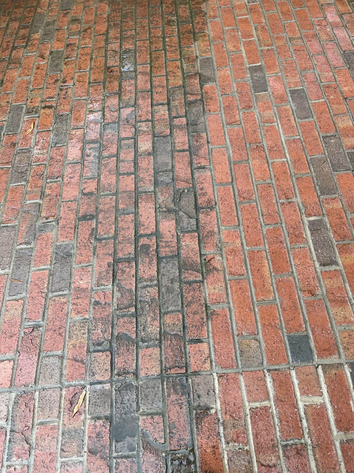 Brick paver walkway mid-clean, dirt line lifting