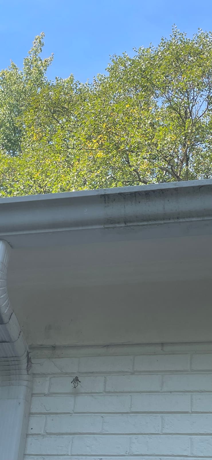 Gutter and fascia cleaned